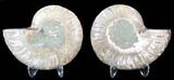 Sliced Fossil Ammonite Pair - Agatized #39598-1